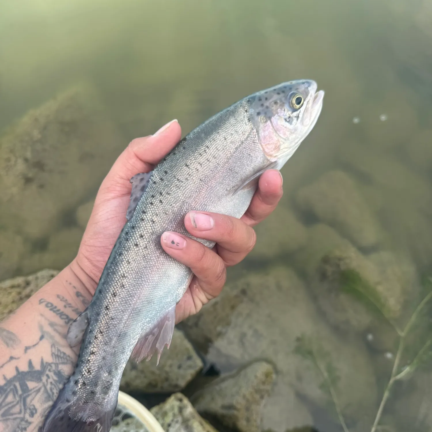 Rainbow trout caught on Fishbrain