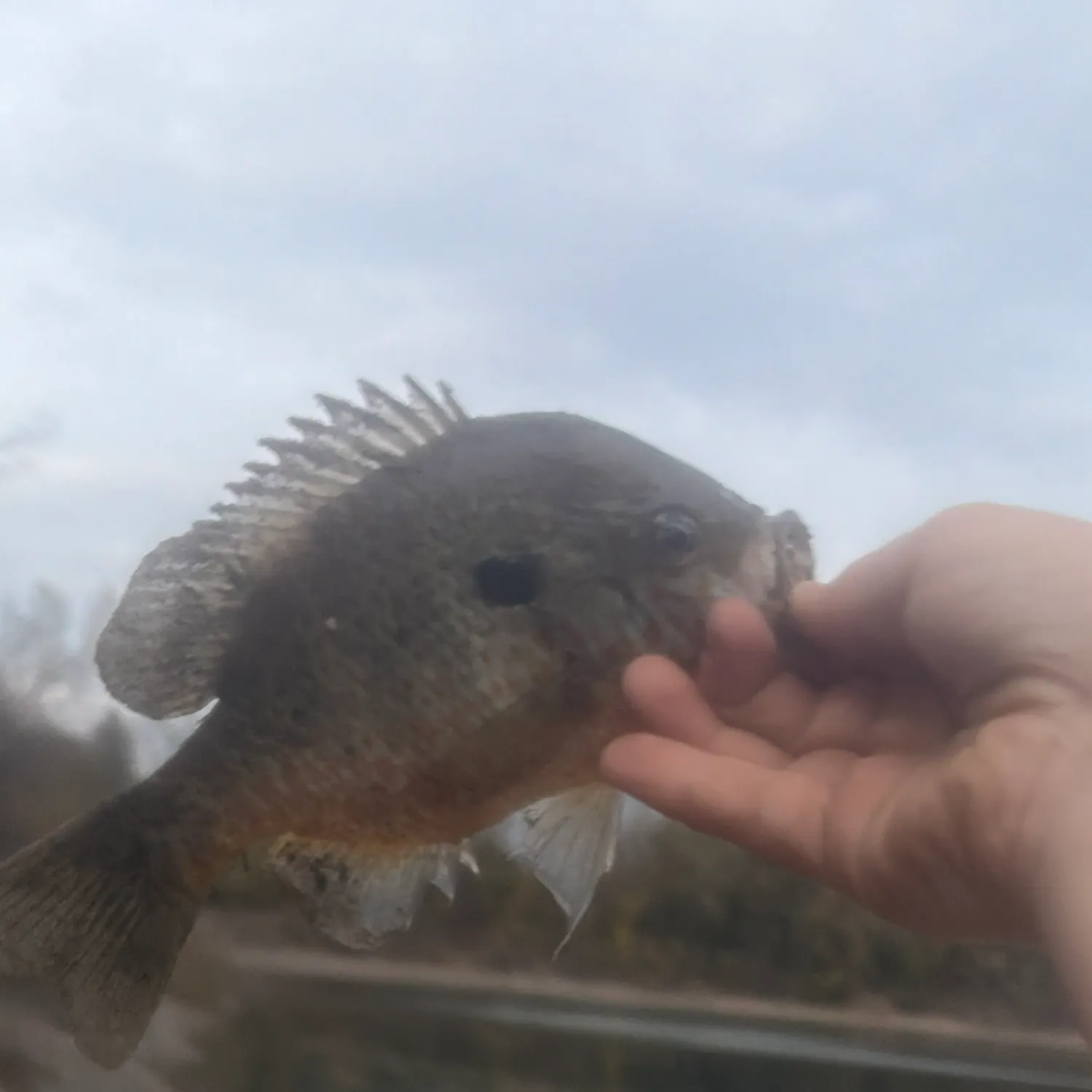 Redbreast sunfish caught on Fishbrain