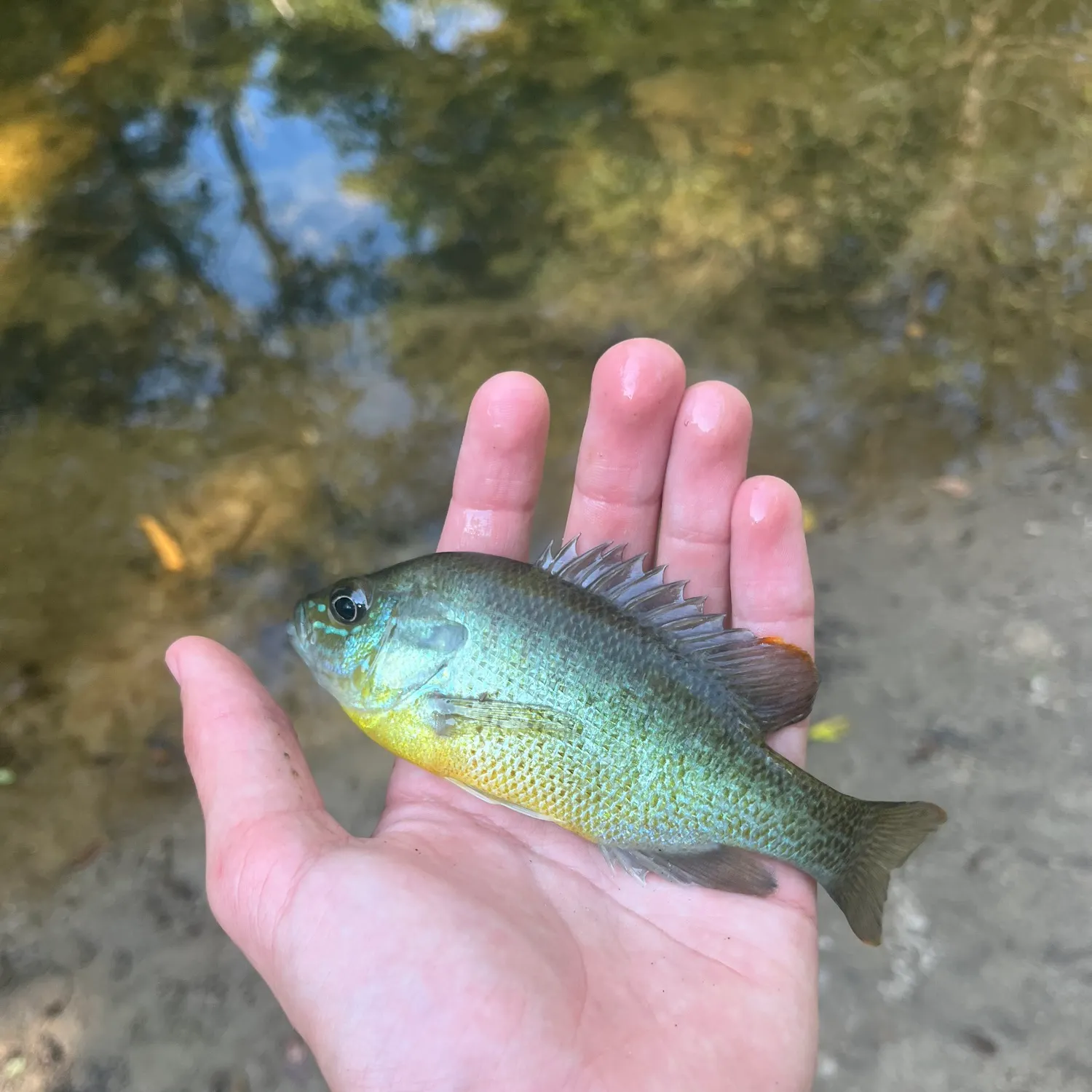 Bluegill caught on Fishbrain