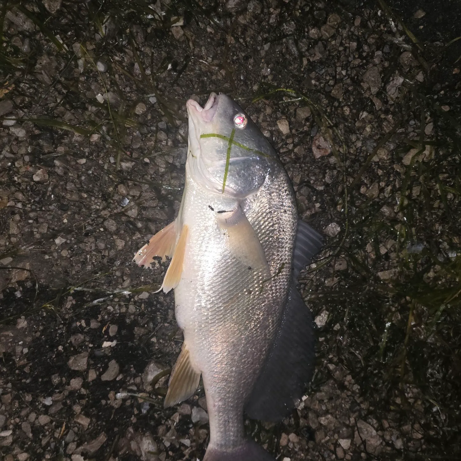 Freshwater drum caught on Fishbrain