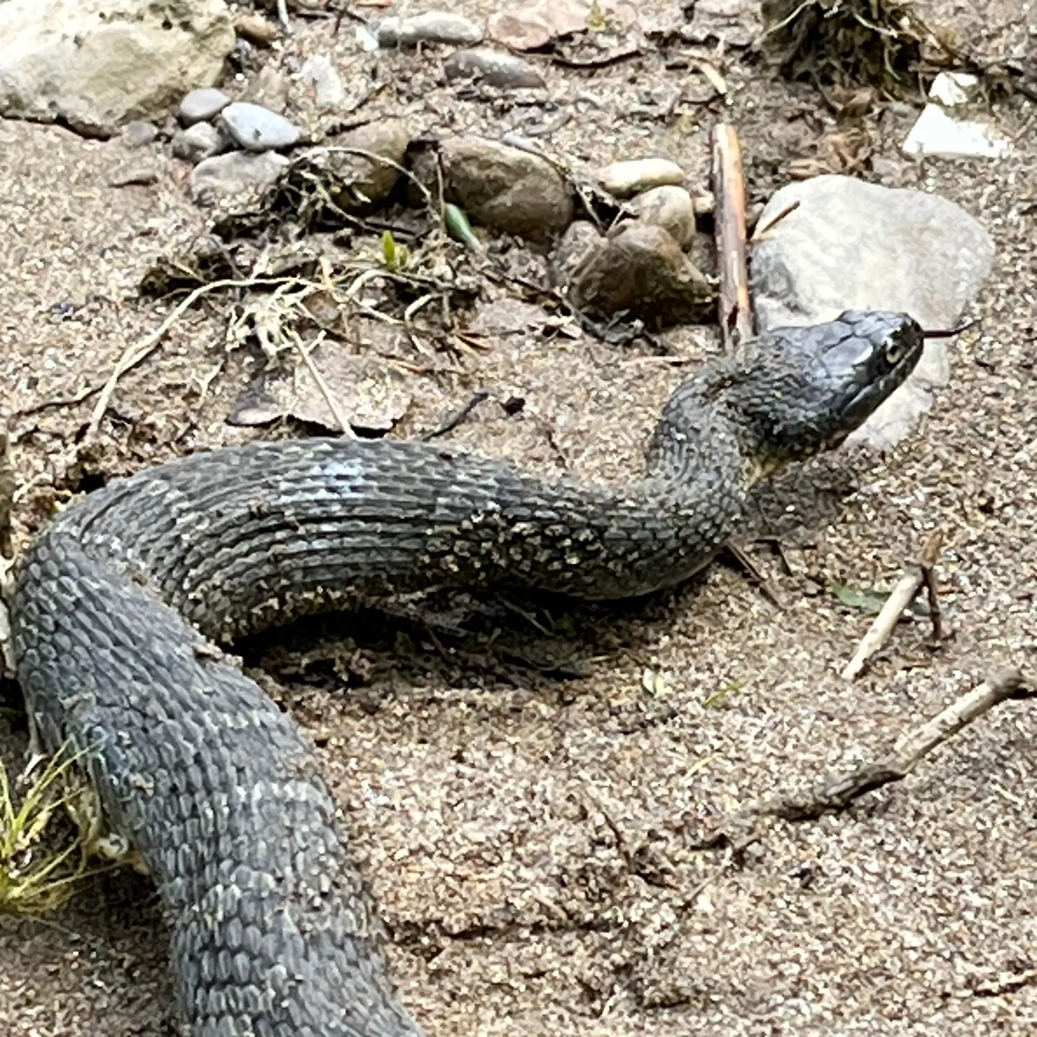 The most recent Snakefish catches on Fishbrain