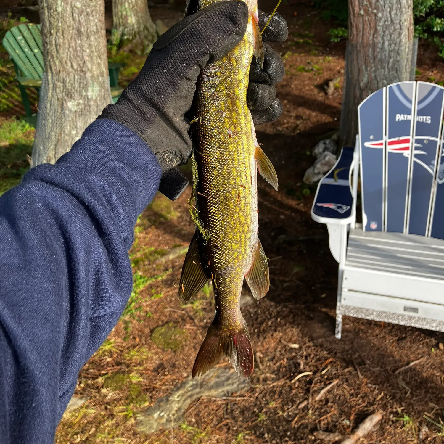Chain pickerel caught on Fishbrain