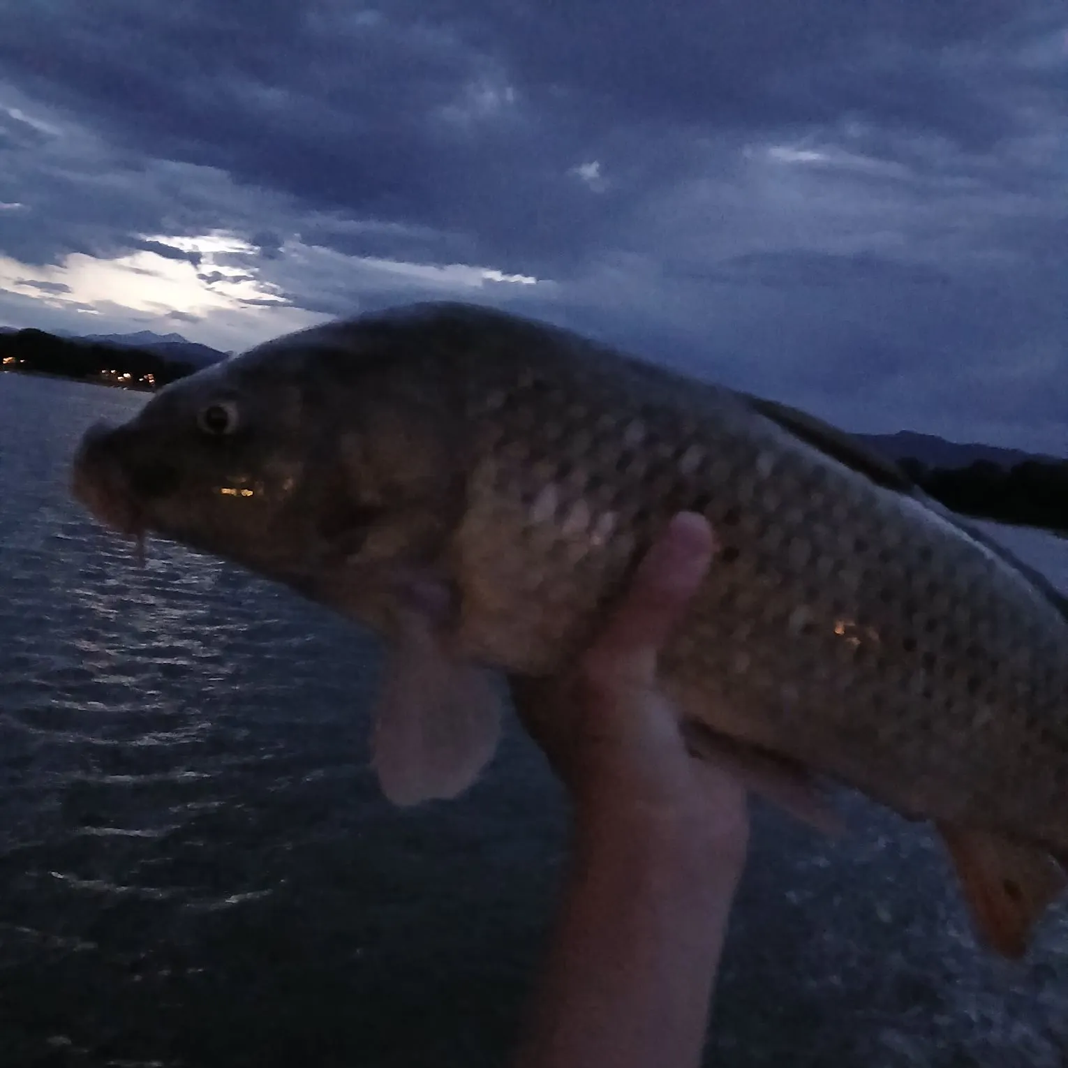 Common carp caught on Fishbrain