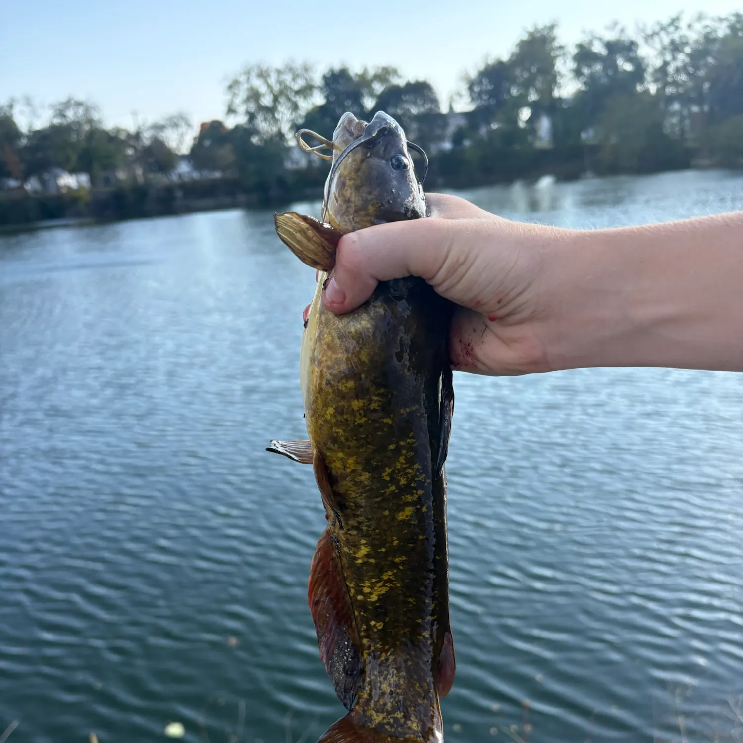 Yellow bullhead caught on Fishbrain