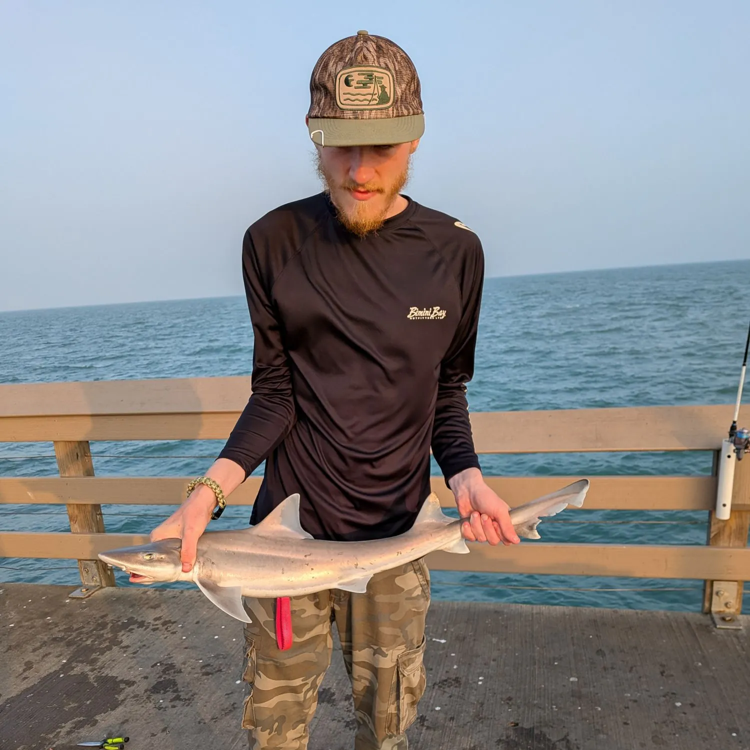 The most recent Sandbar shark catches on Fishbrain