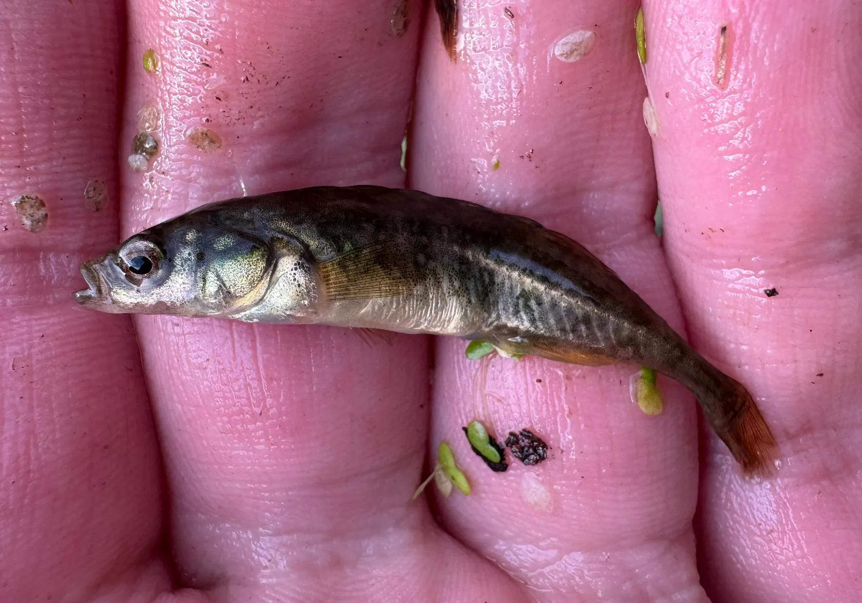 Brook stickleback