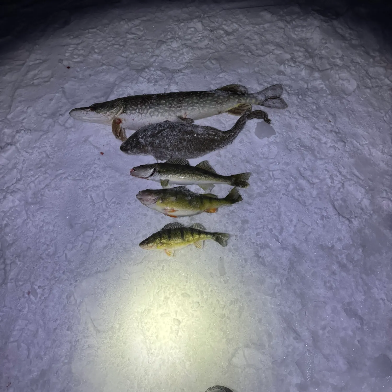 recently logged catches