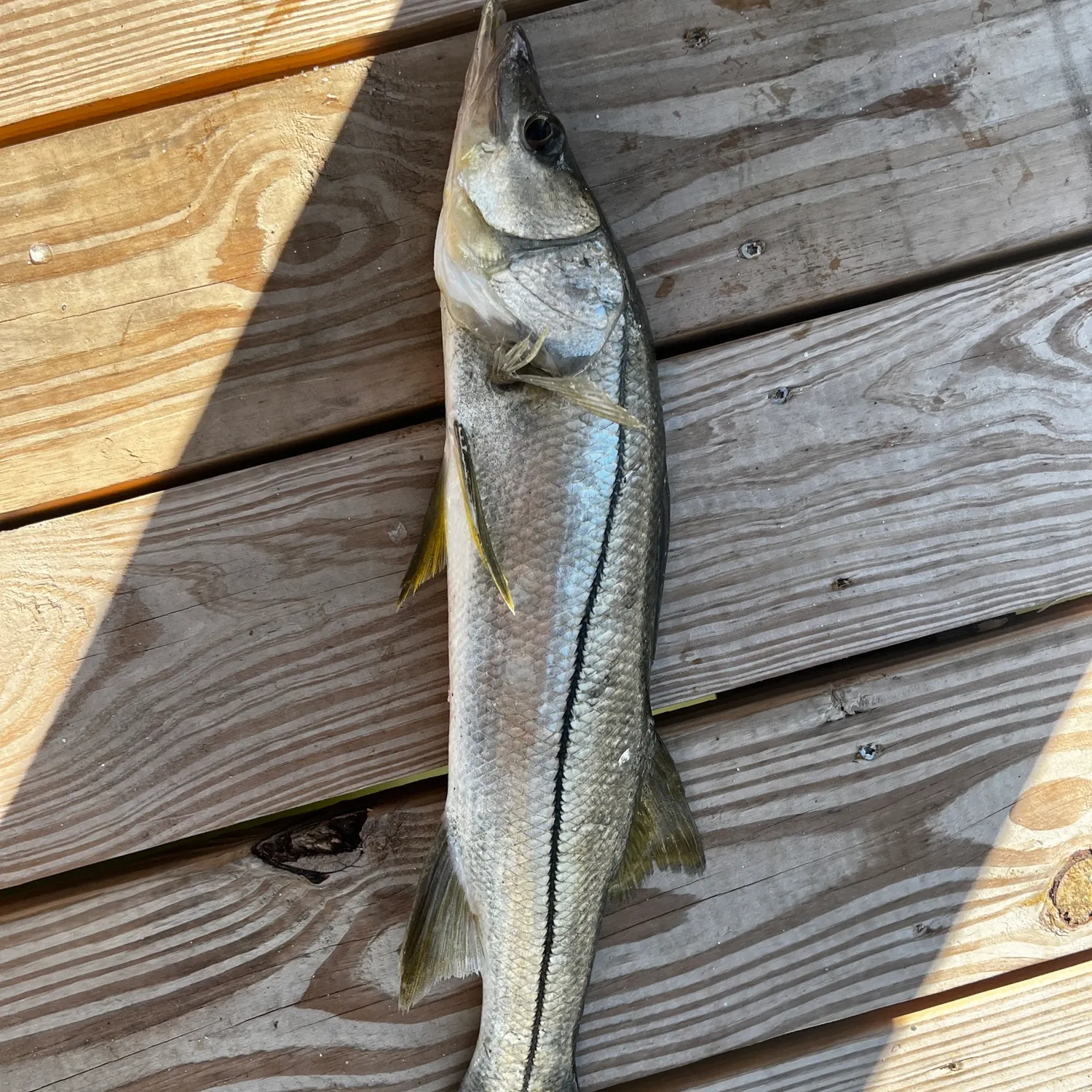 The most recent Common snook catches on Fishbrain