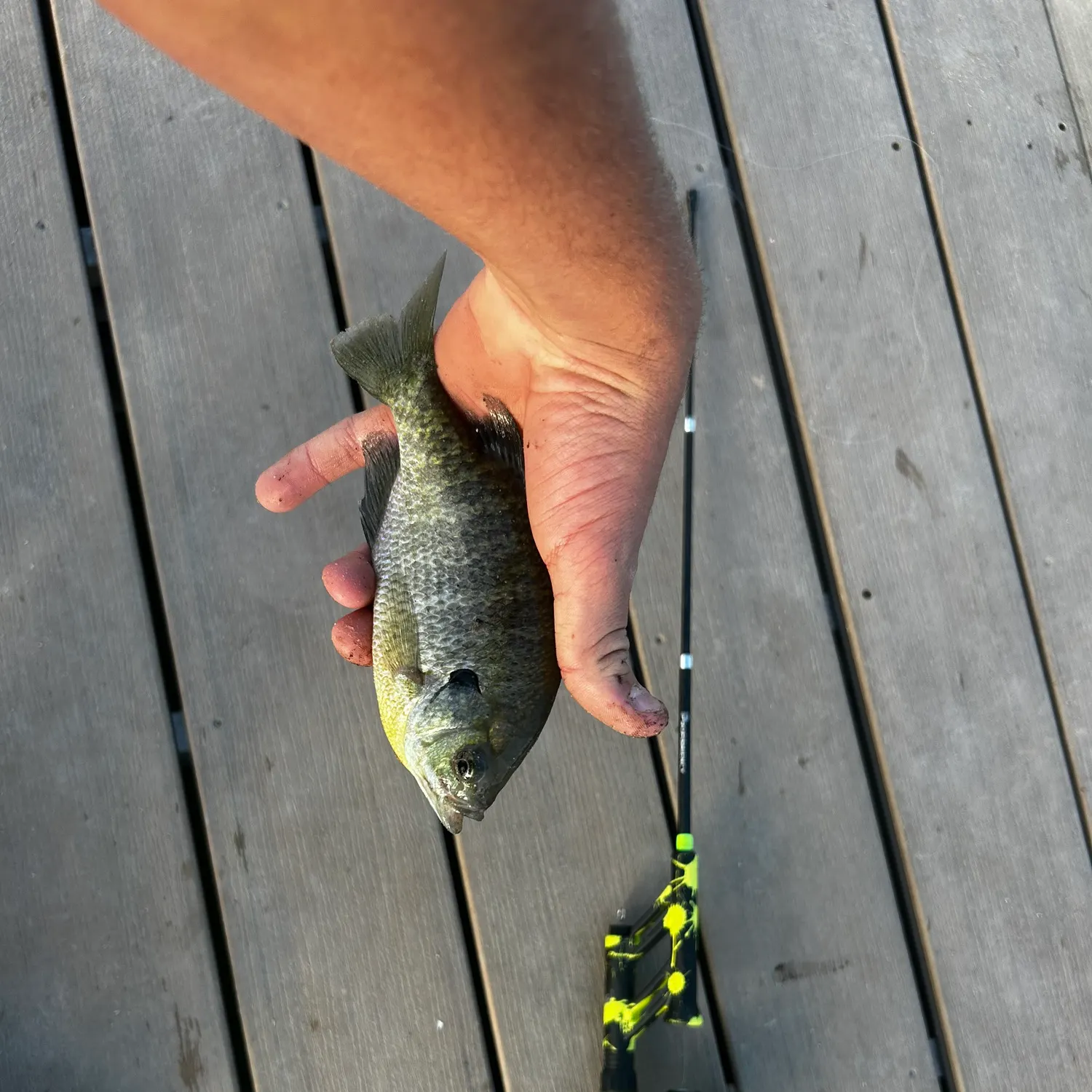 Bluegill caught on Fishbrain