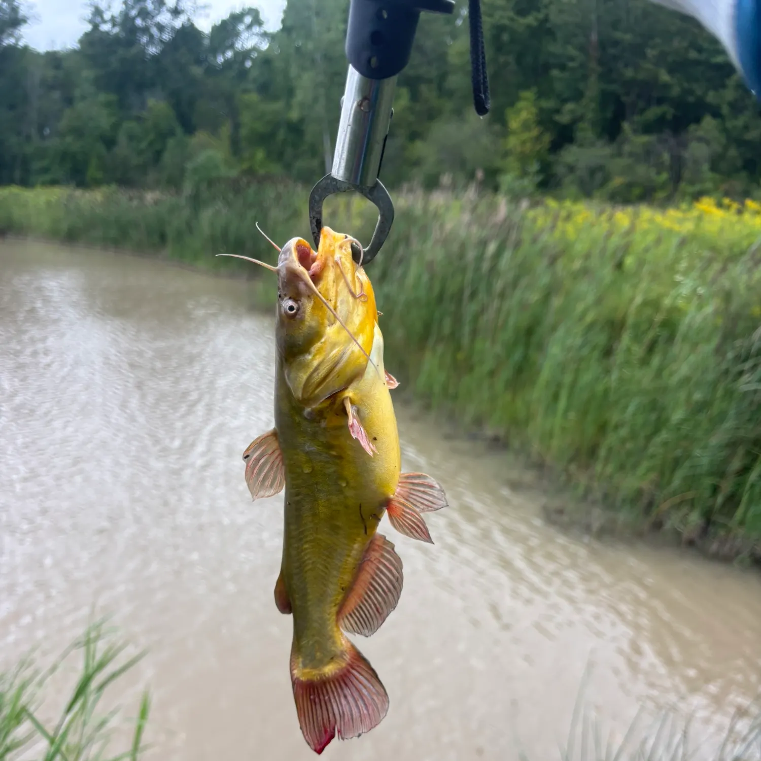 Yellow bullhead caught on Fishbrain