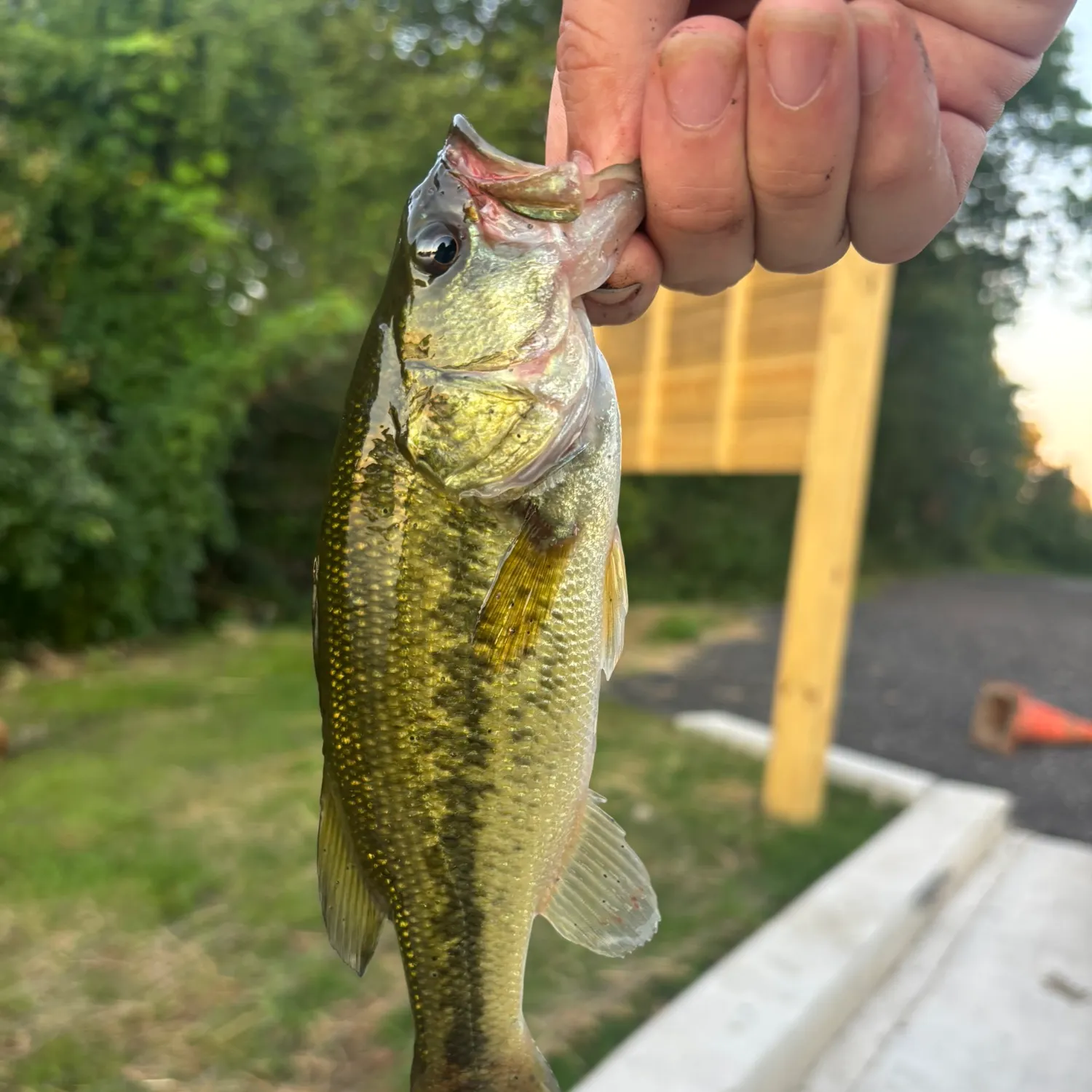 Spotted bass caught on Fishbrain
