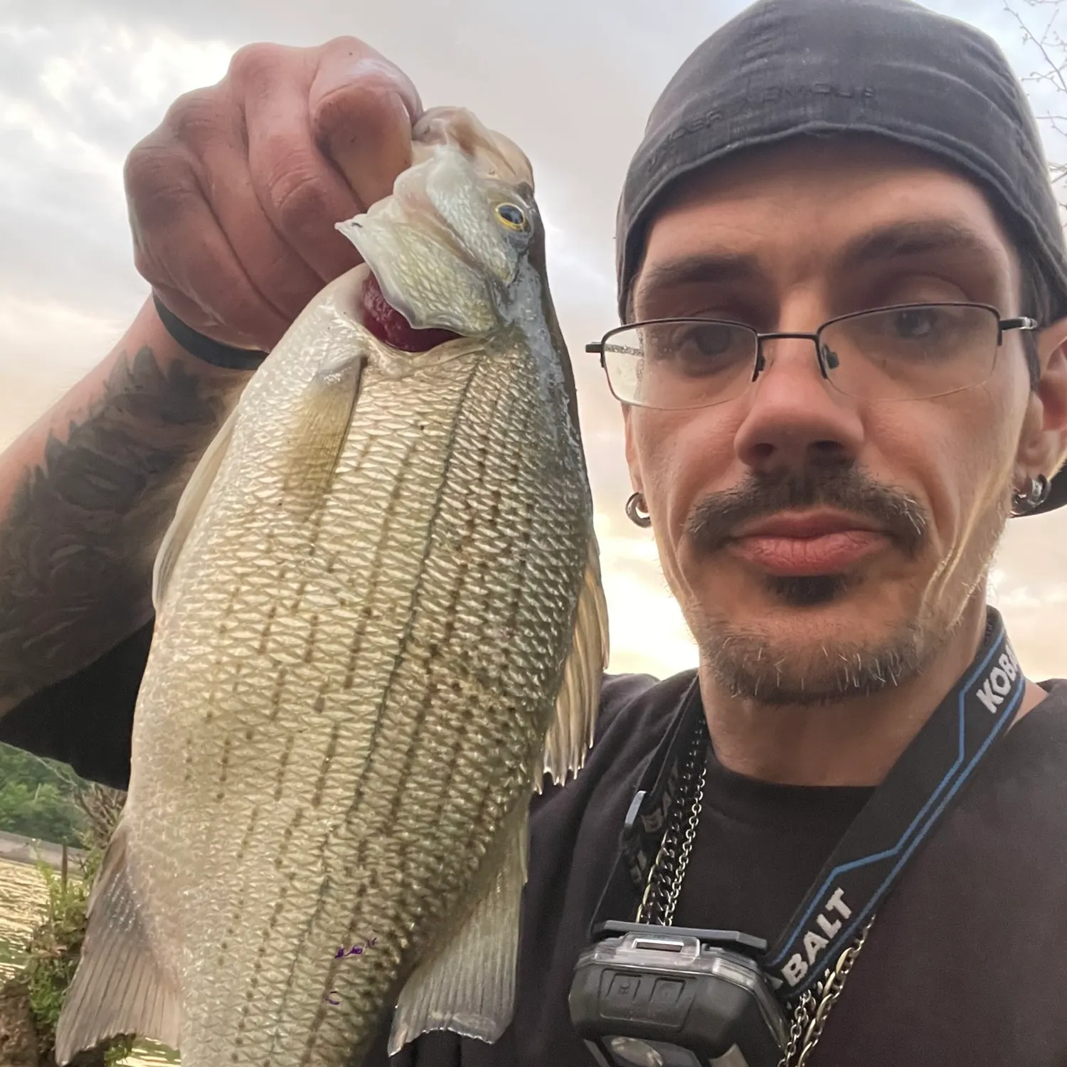 White bass caught on Fishbrain