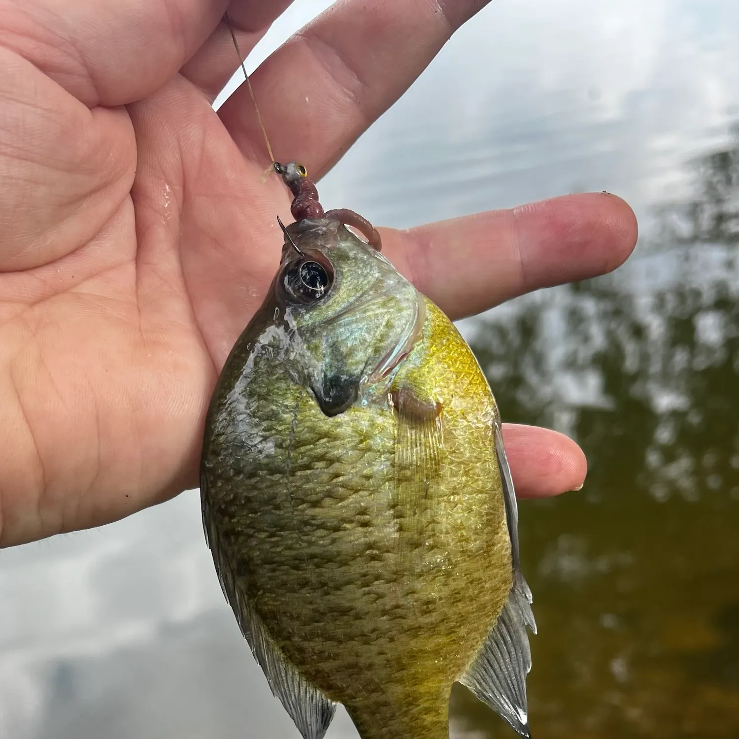 Bluegill caught on Fishbrain