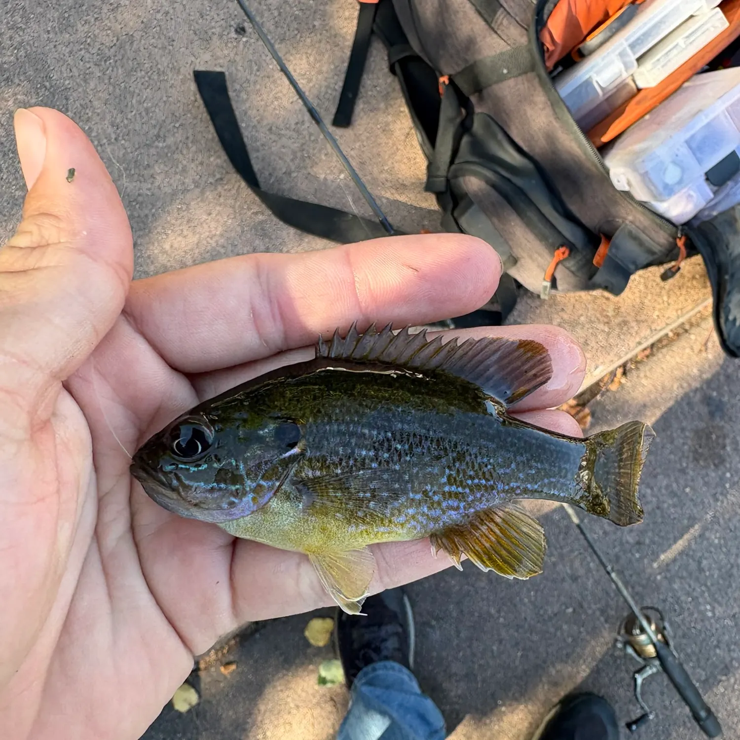 Green sunfish caught on Fishbrain