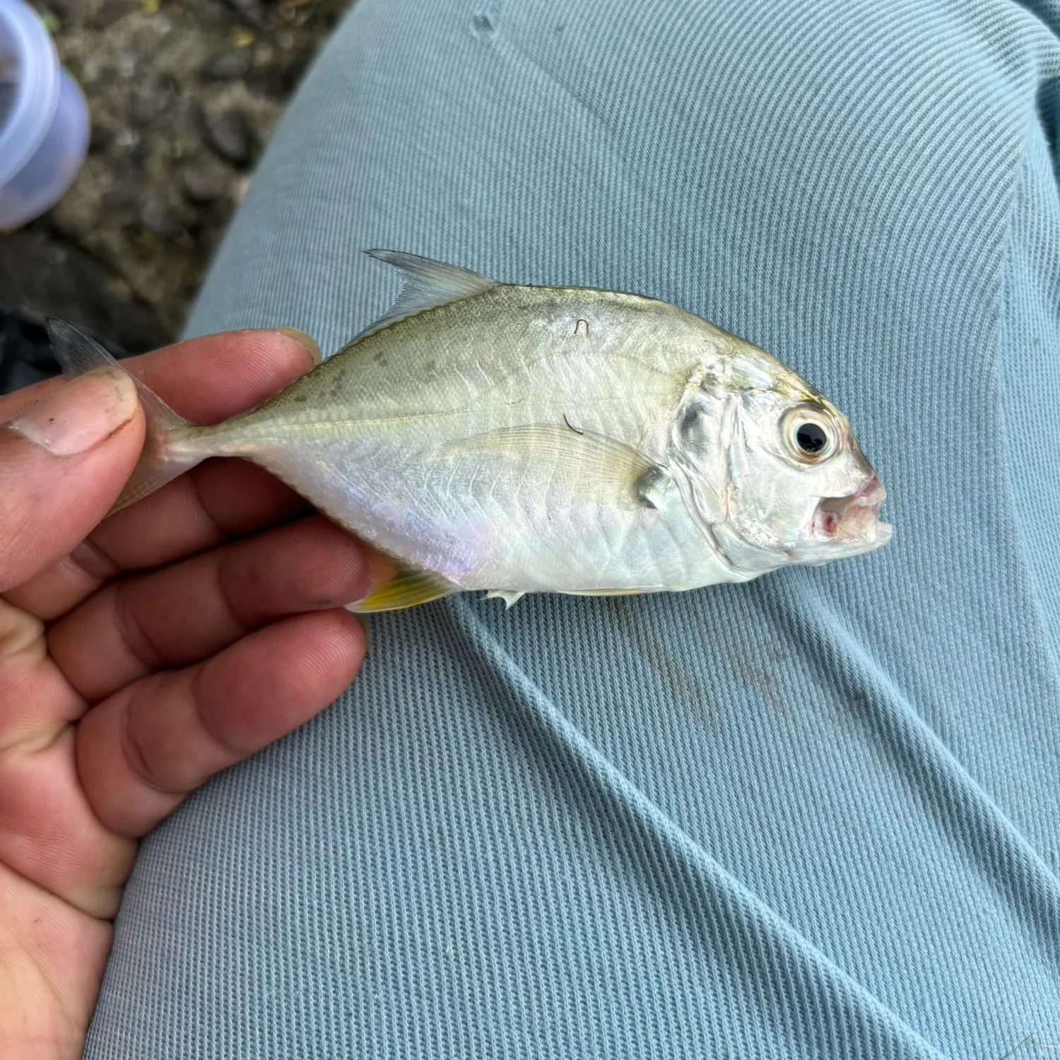The most recent Giant trevally catches on Fishbrain
