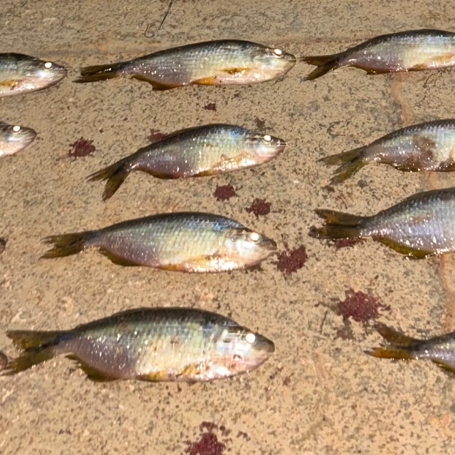 The most recent Twospot astyanax catches on Fishbrain