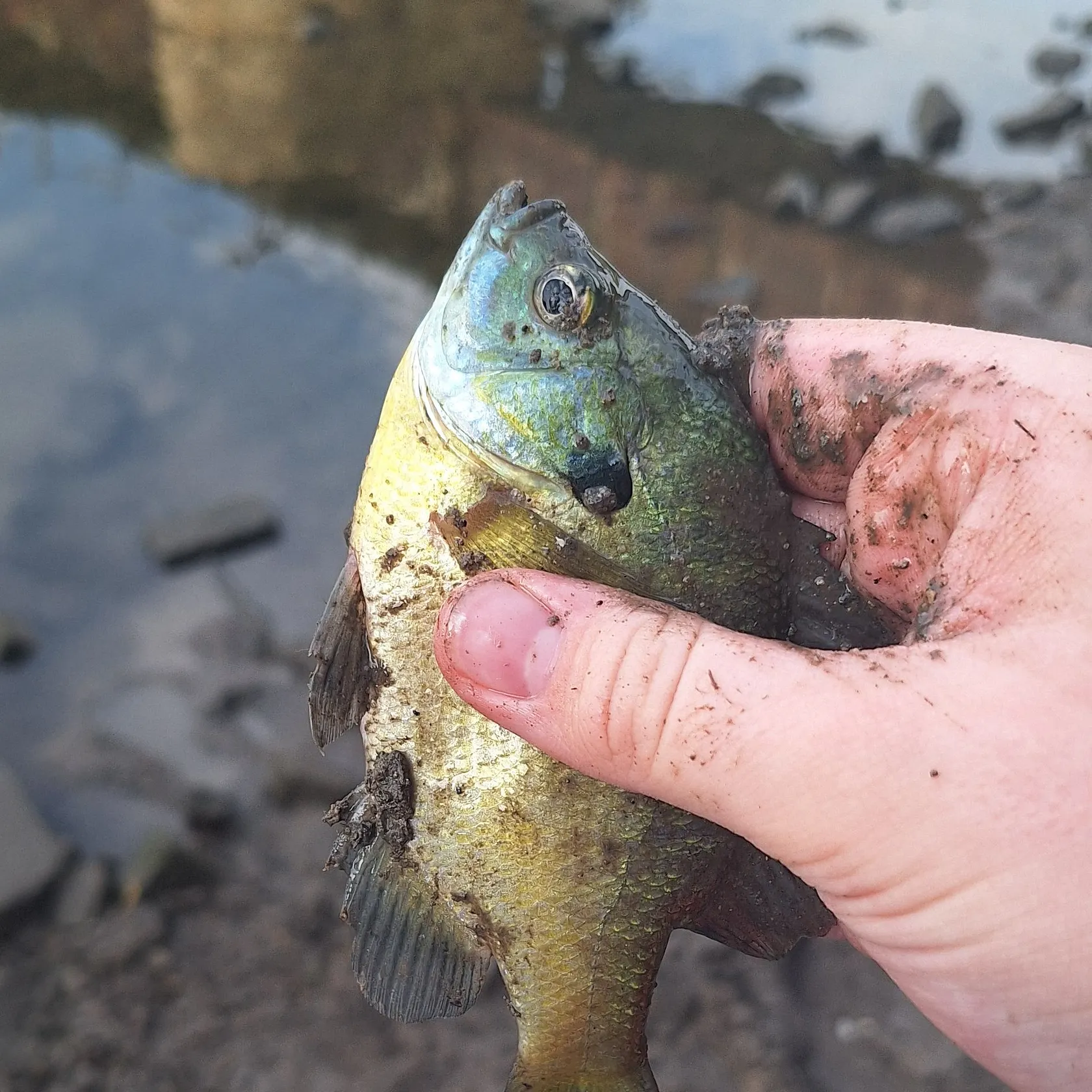 Bluegill caught on Fishbrain