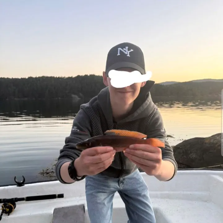 Ballan wrasse caught on Fishbrain