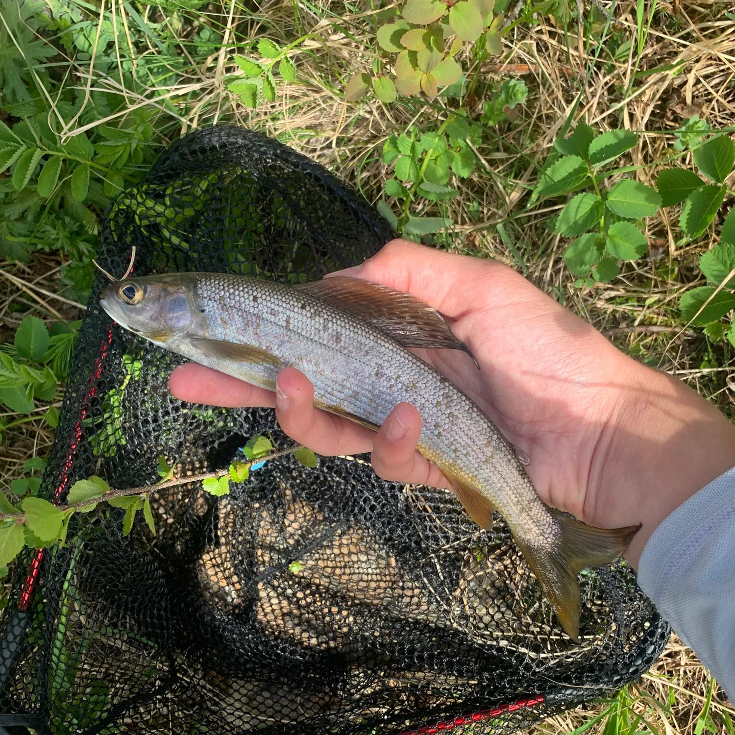 The most recent Arctic grayling catches on Fishbrain