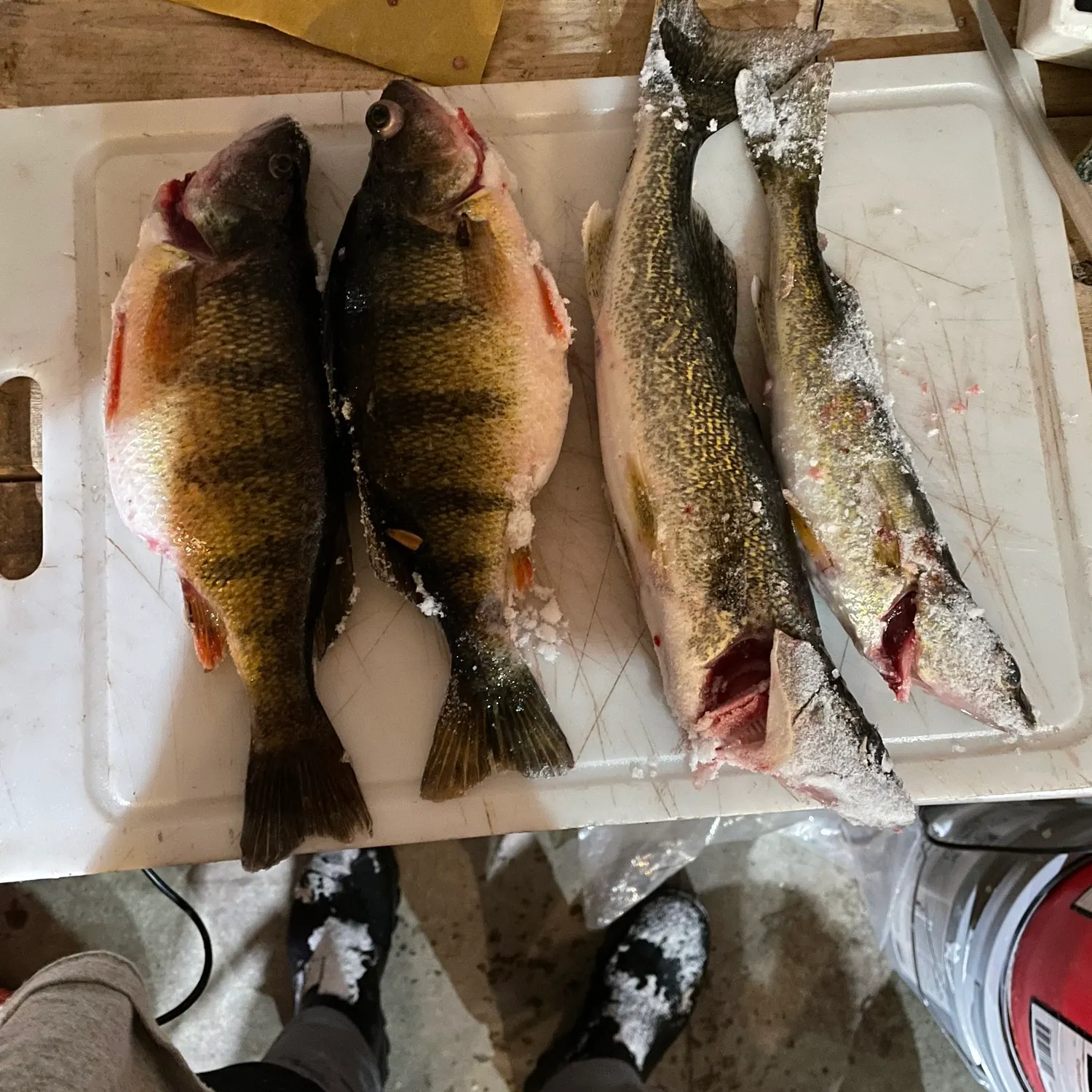 recently logged catches