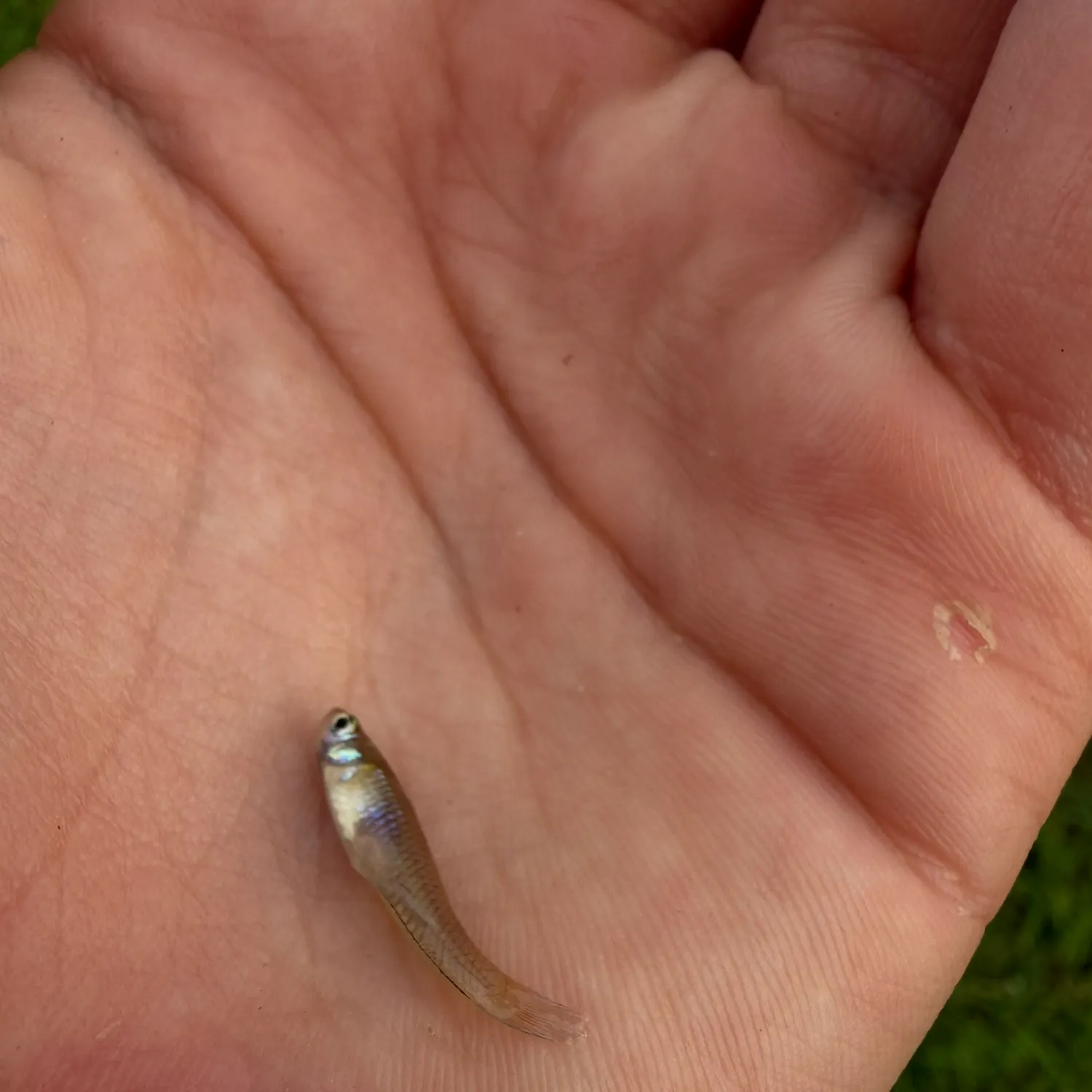 The most recent Western mosquitofish catches on Fishbrain