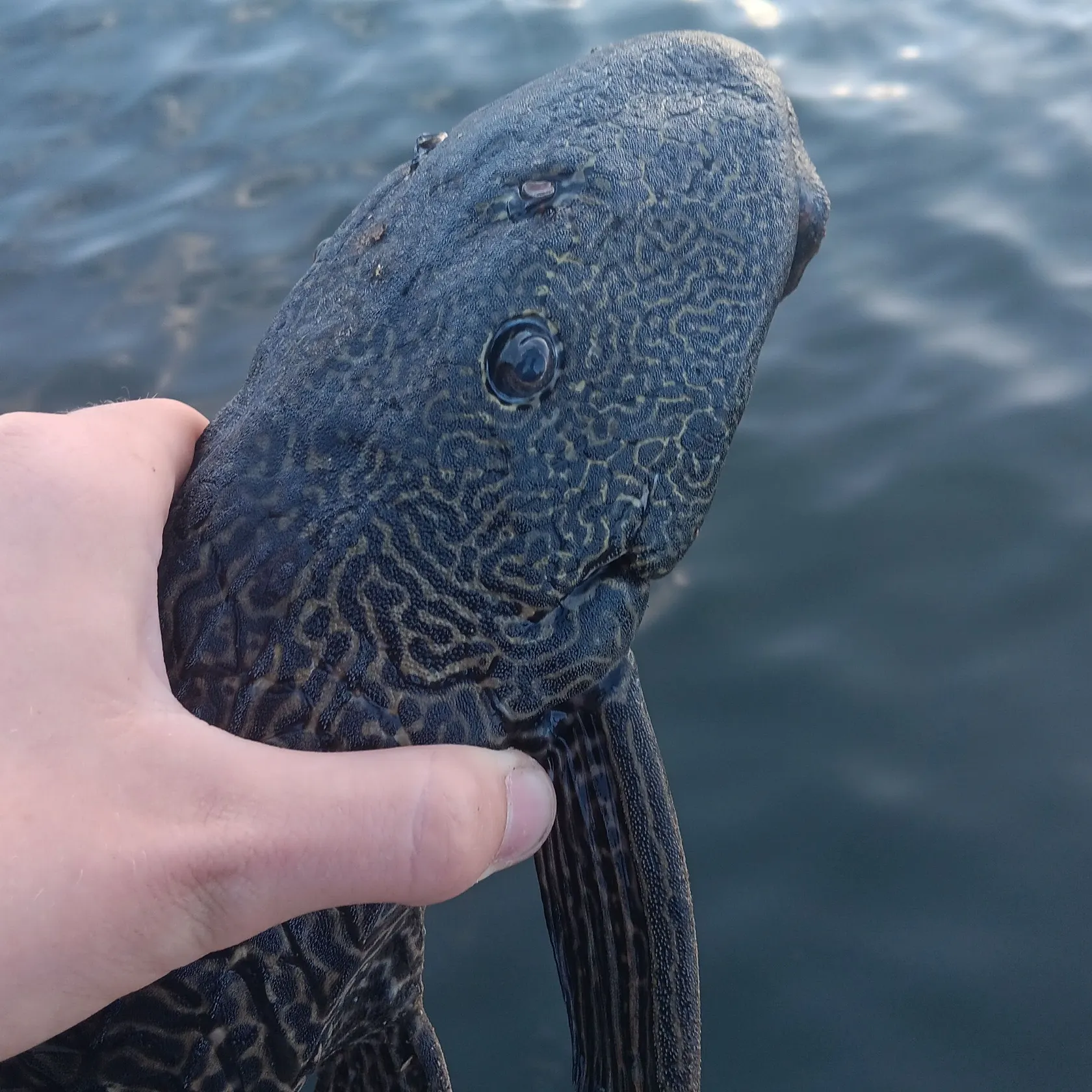 The most recent Orinoco sailfin catfish catches on Fishbrain