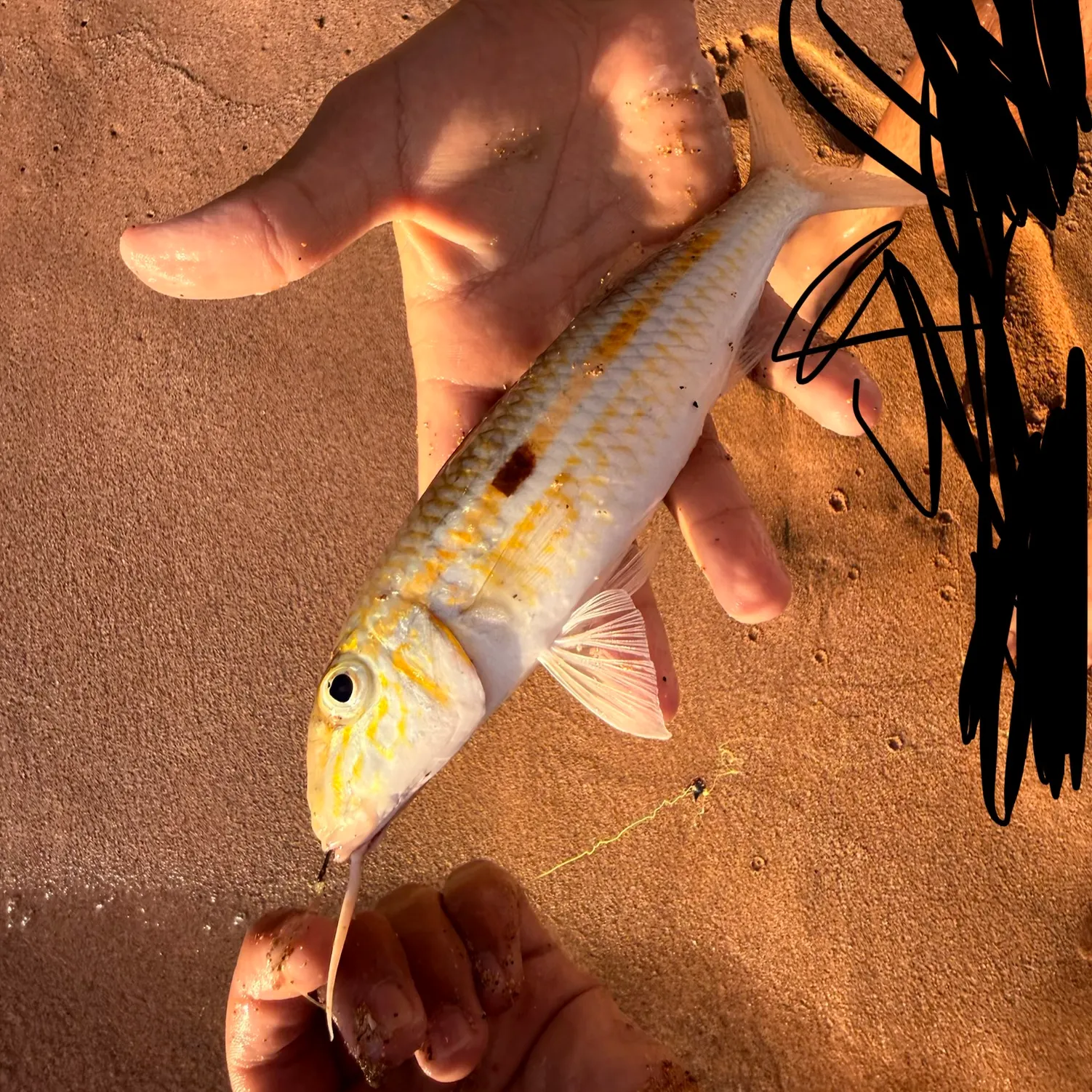 The most recent Yellowstripe goatfish catches on Fishbrain
