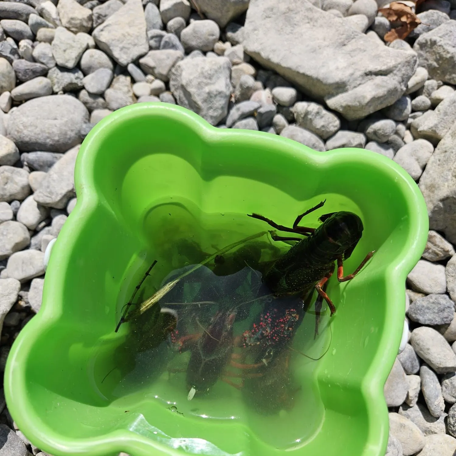American lobster caught on Fishbrain