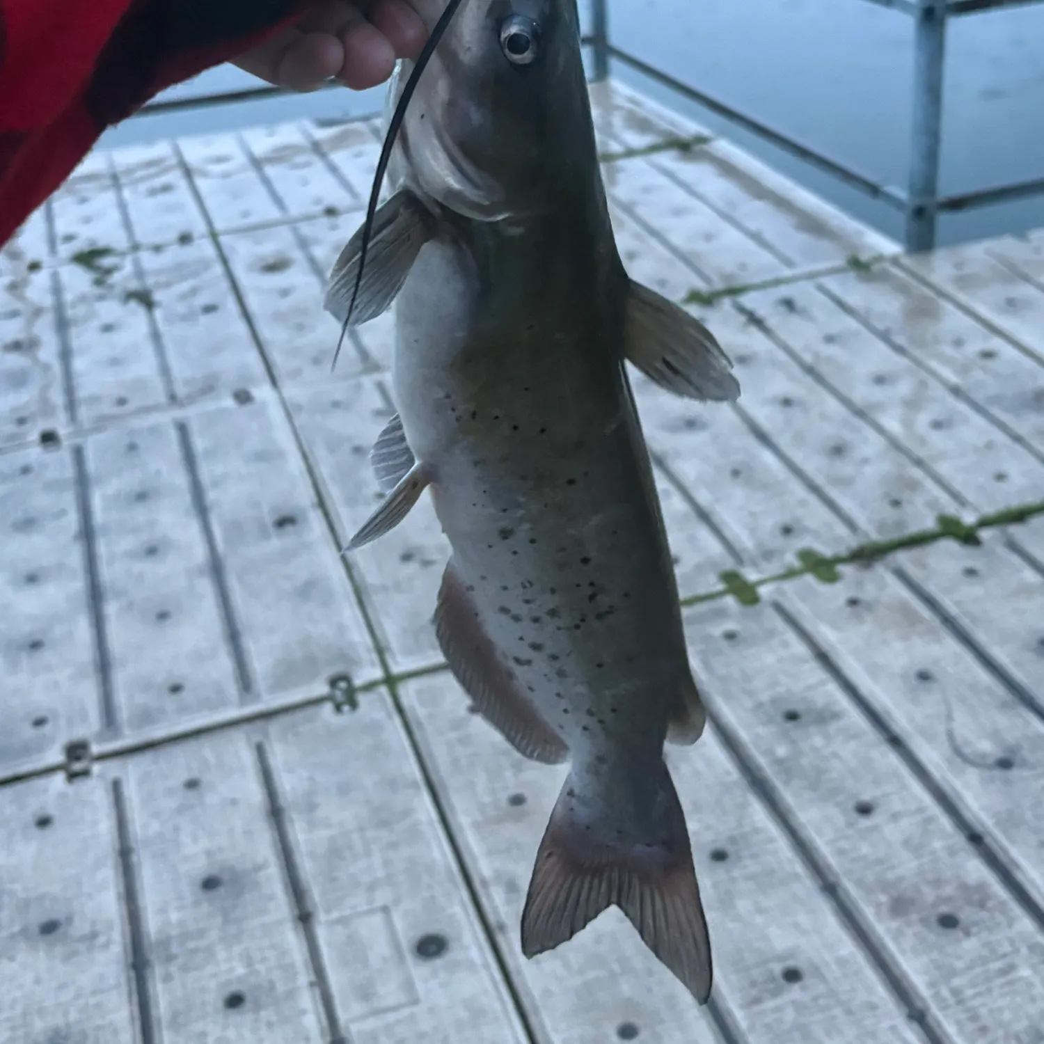Channel catfish caught on Fishbrain