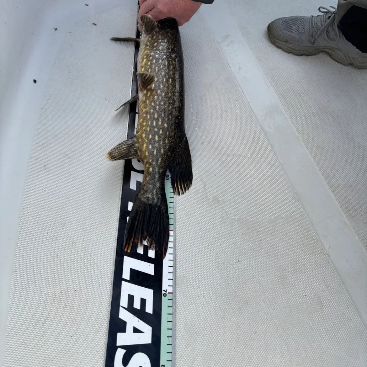 Northern pike caught on Fishbrain