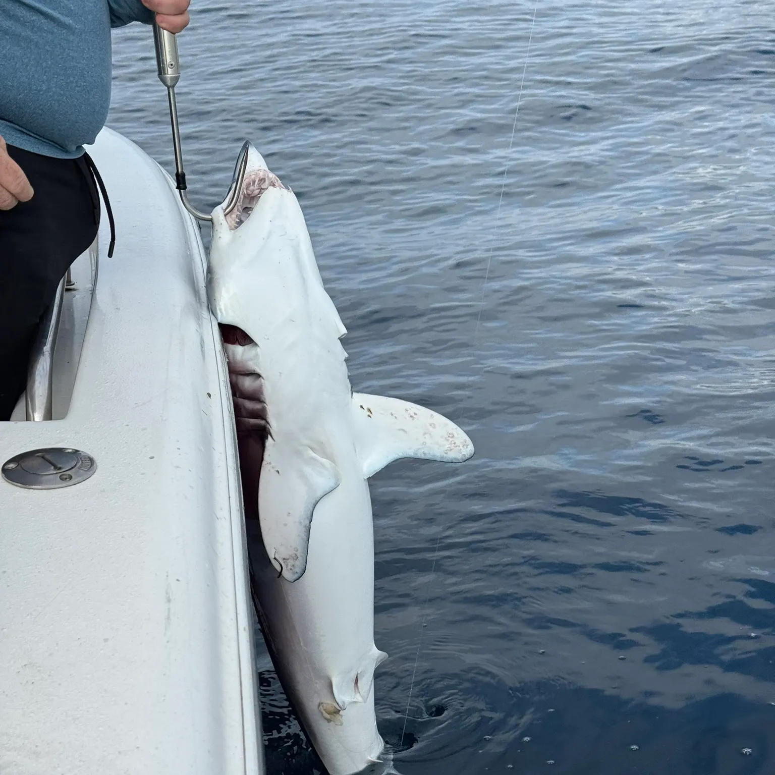 The most recent Shortfin mako shark catches on Fishbrain