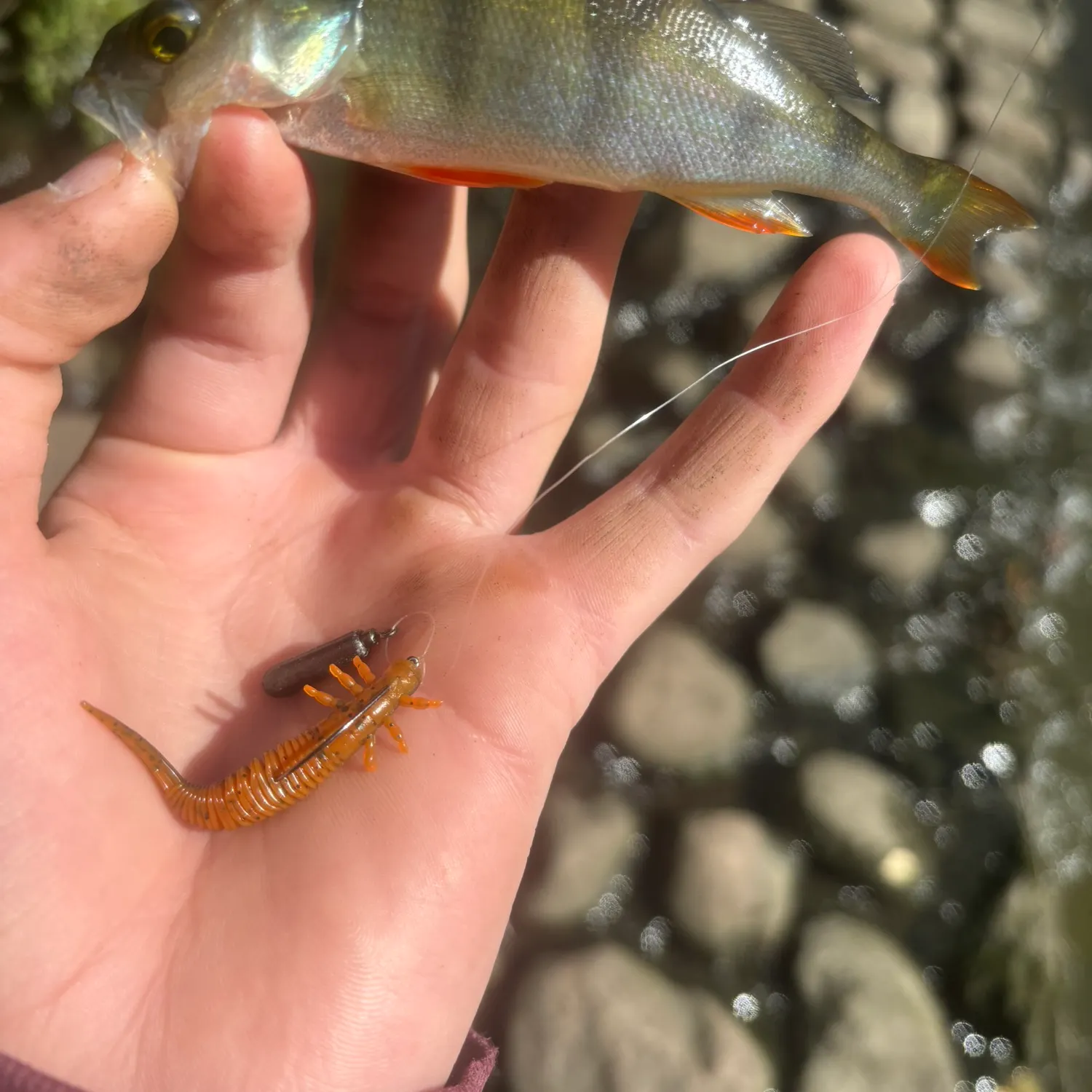 European perch caught on Fishbrain