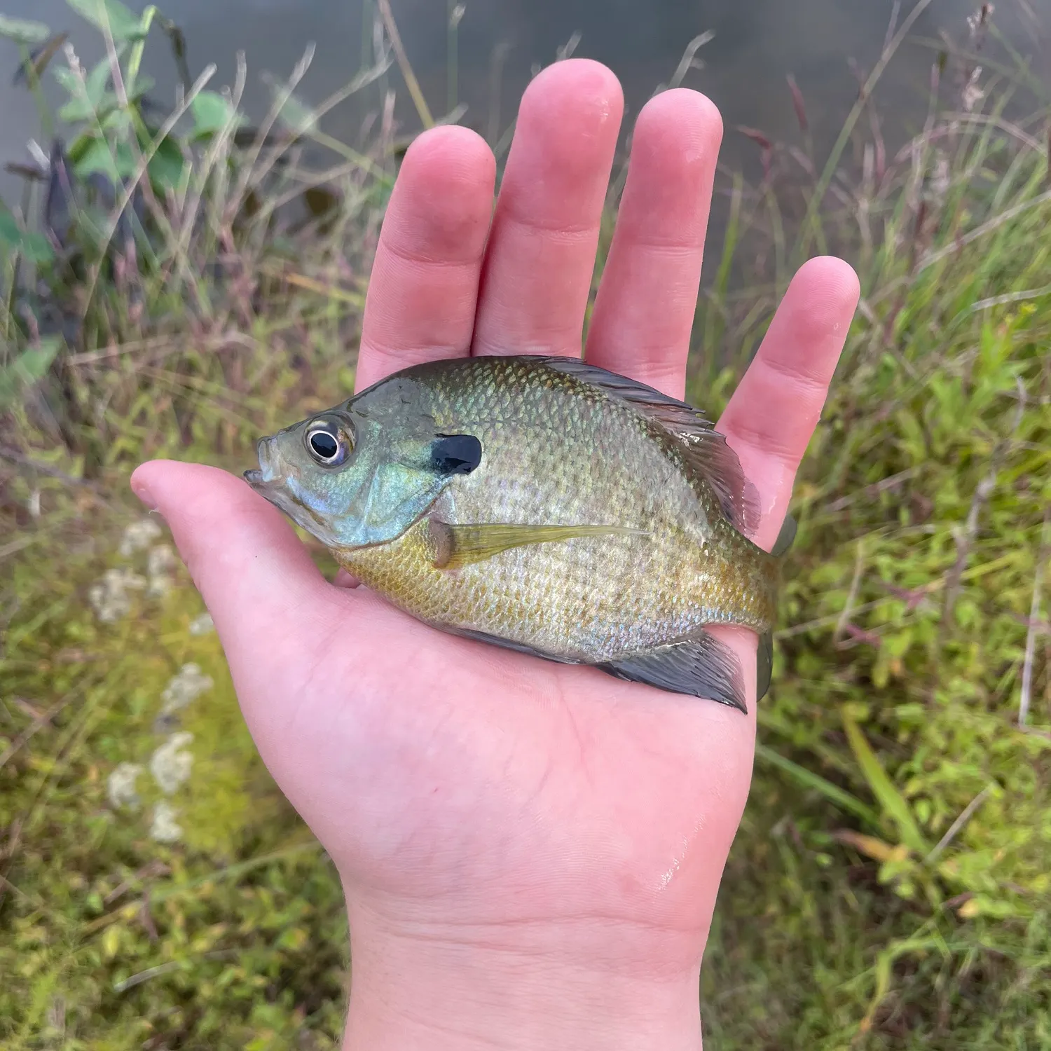 Bluegill caught on Fishbrain