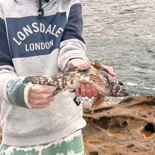 The most recent Eastern kelpfish catches on Fishbrain