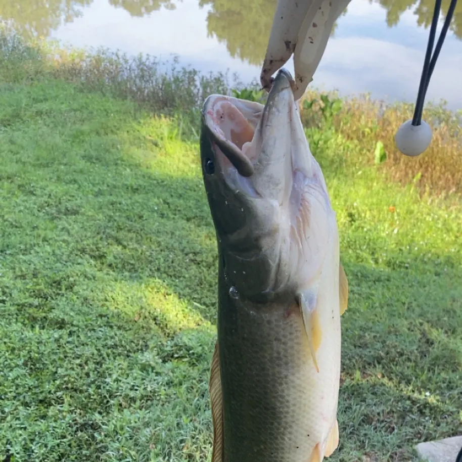 Eyetail bowfin caught on Fishbrain