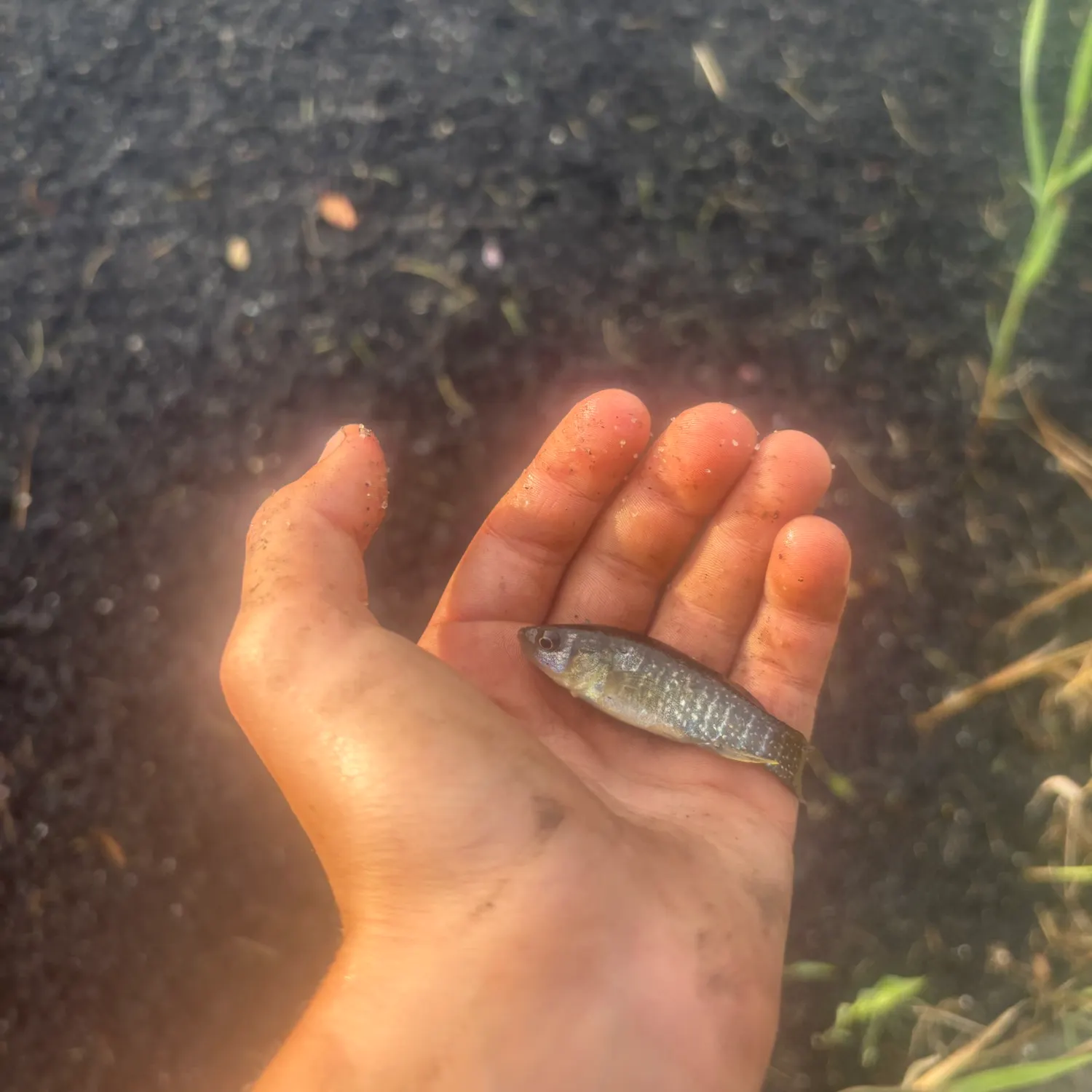 Banded killifish caught on Fishbrain