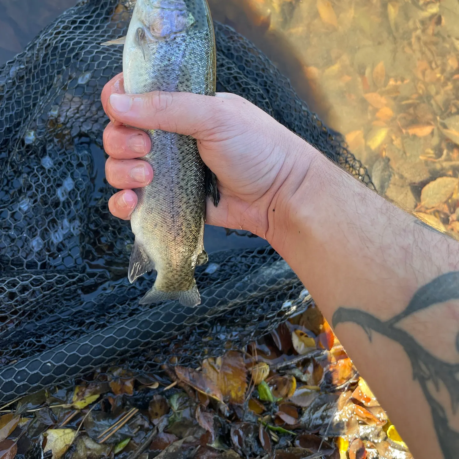 Rainbow trout caught on Fishbrain