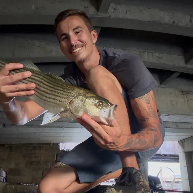 The most recent Striped bass catches on Fishbrain