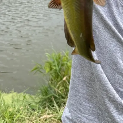 Yellow bullhead caught on Fishbrain