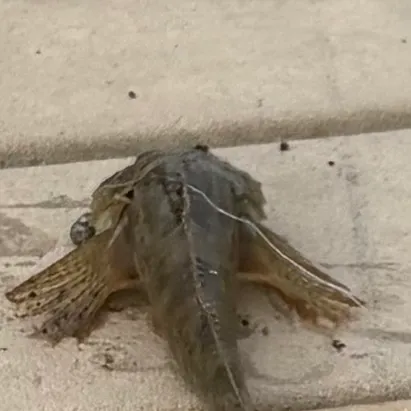 The most recent Paiute sculpin catches on Fishbrain