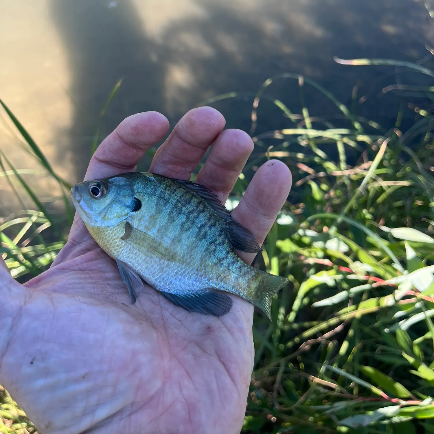 Bluegill caught on Fishbrain