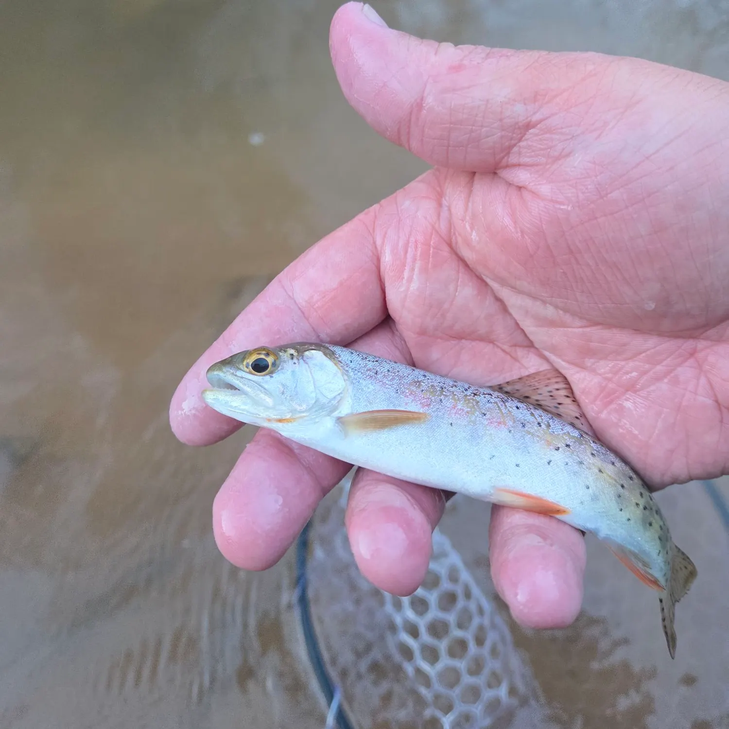 Bonneville cutthroat trout caught on Fishbrain