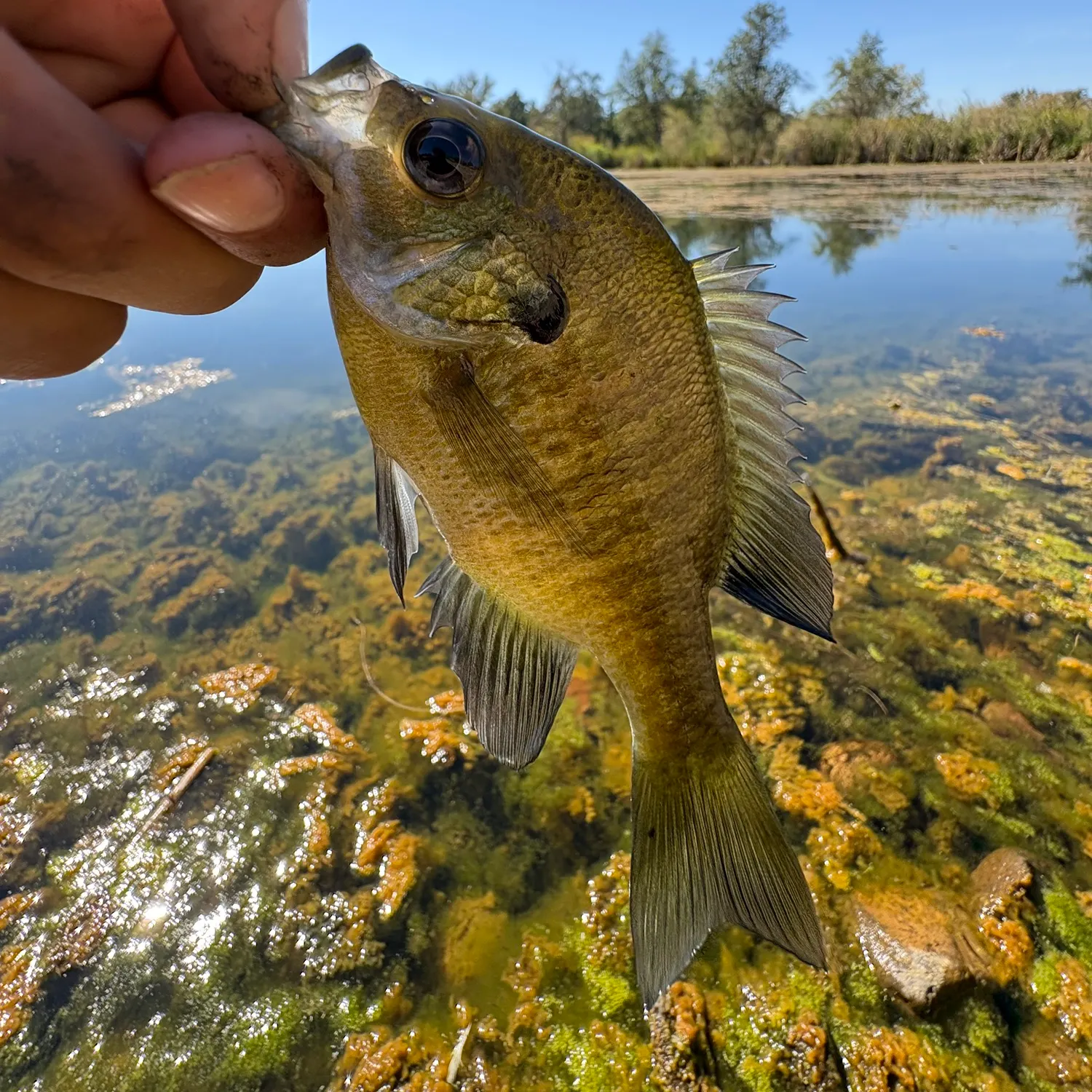 Bluegill caught on Fishbrain