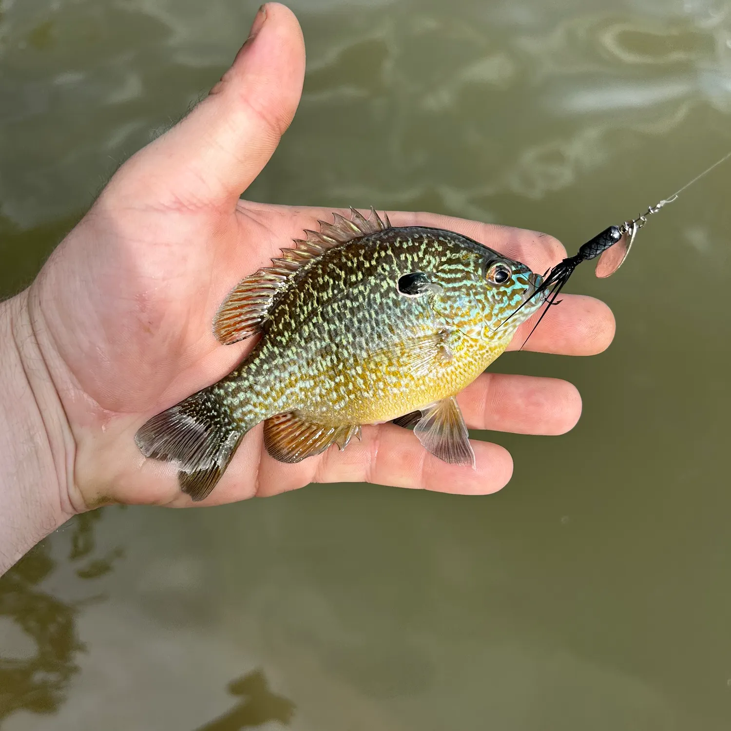 The most recent Dollar sunfish catches on Fishbrain