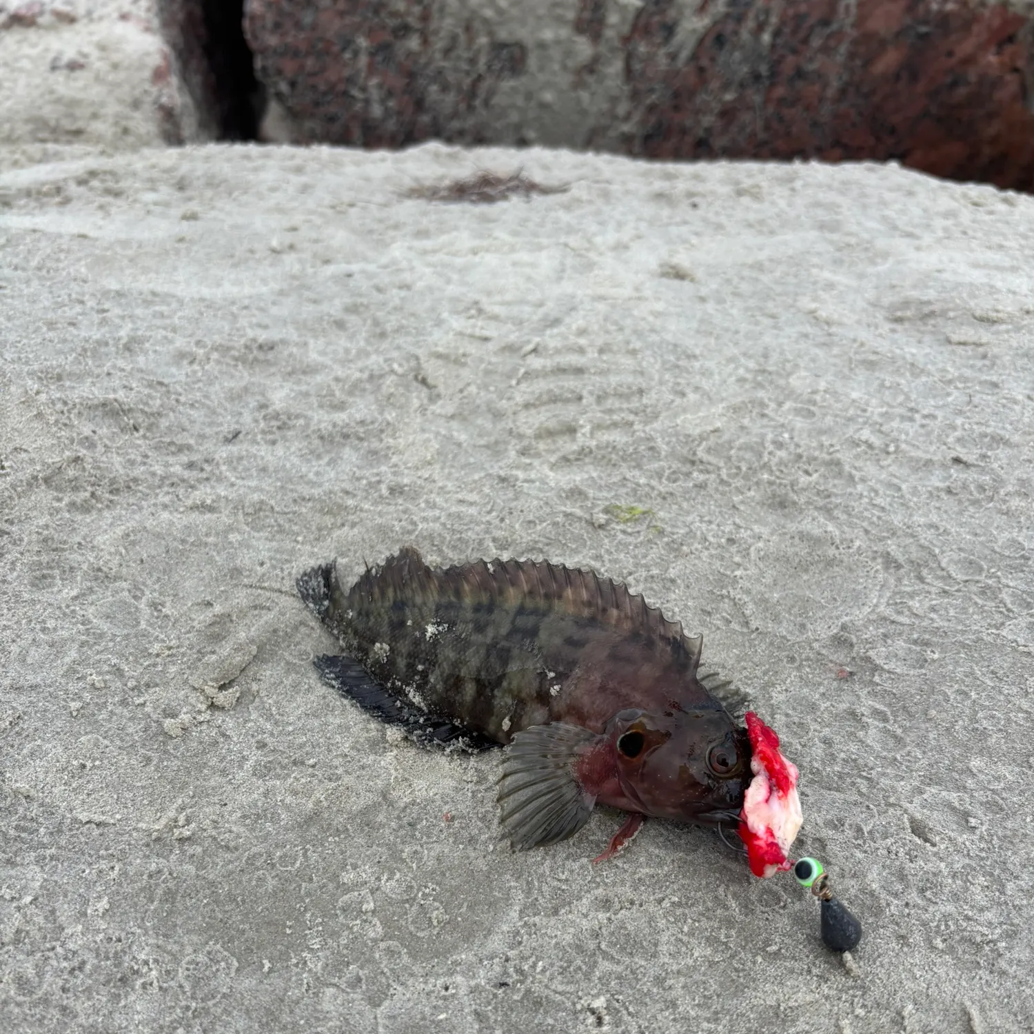 The most recent Eastern red scorpionfish catches on Fishbrain