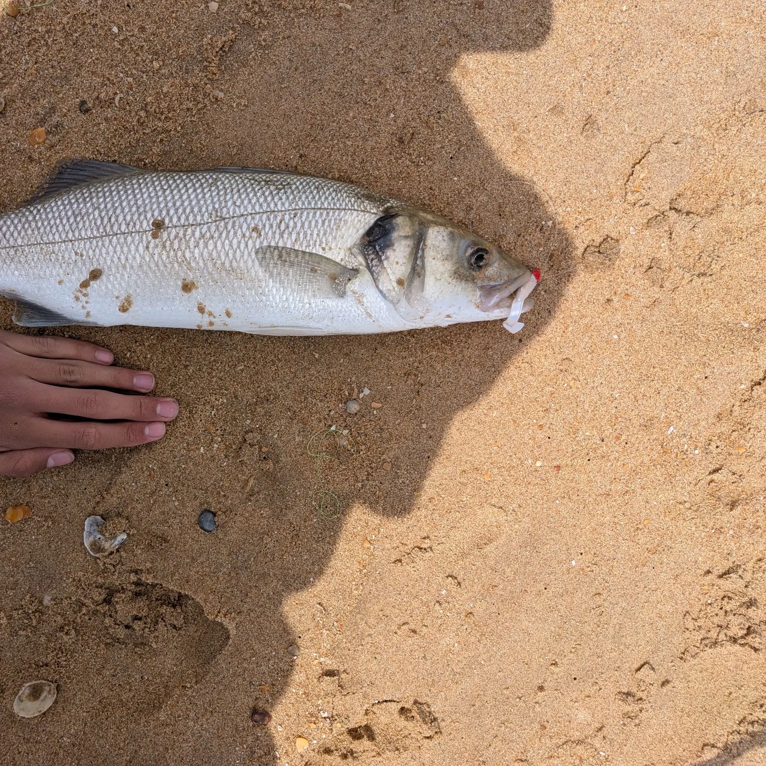 European seabass caught on Fishbrain