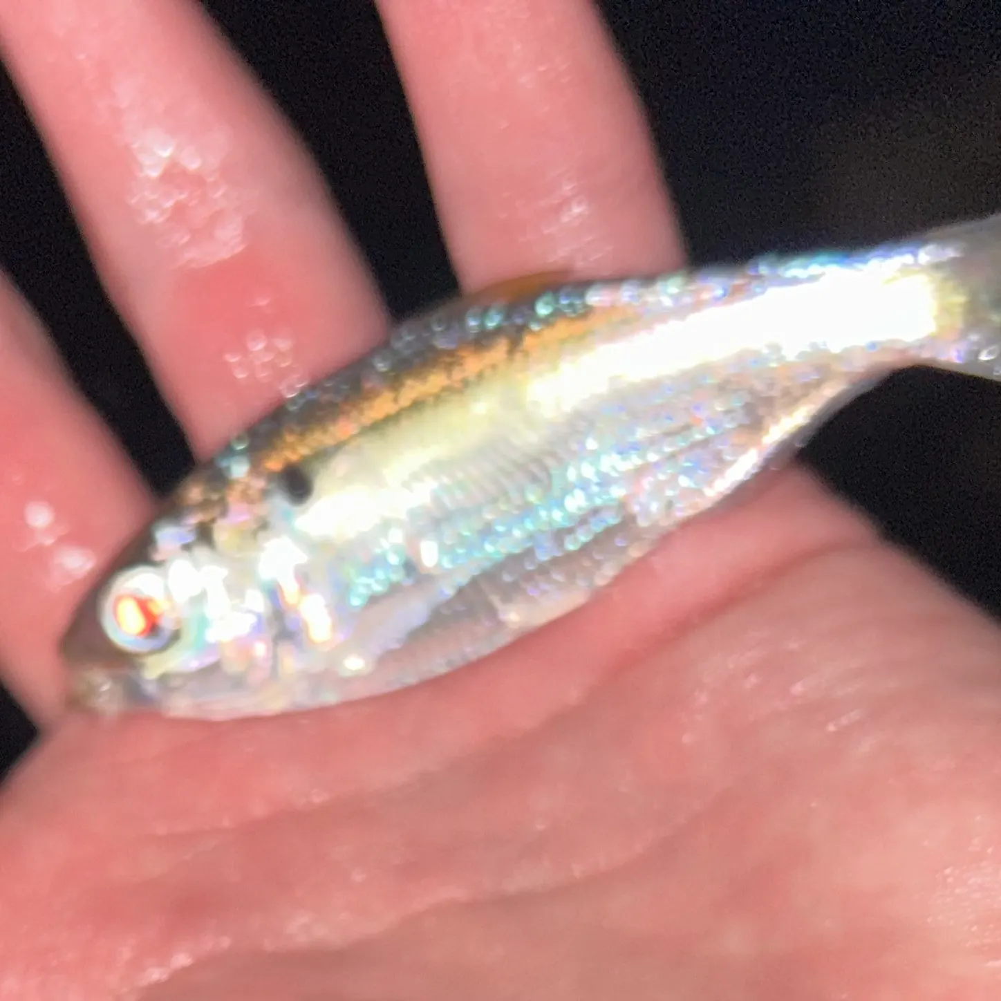 Threadfin shad caught on Fishbrain