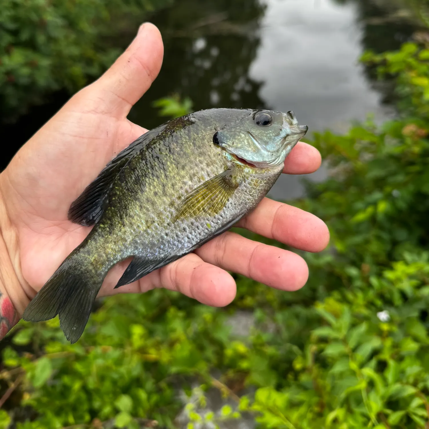 Bluegill caught on Fishbrain