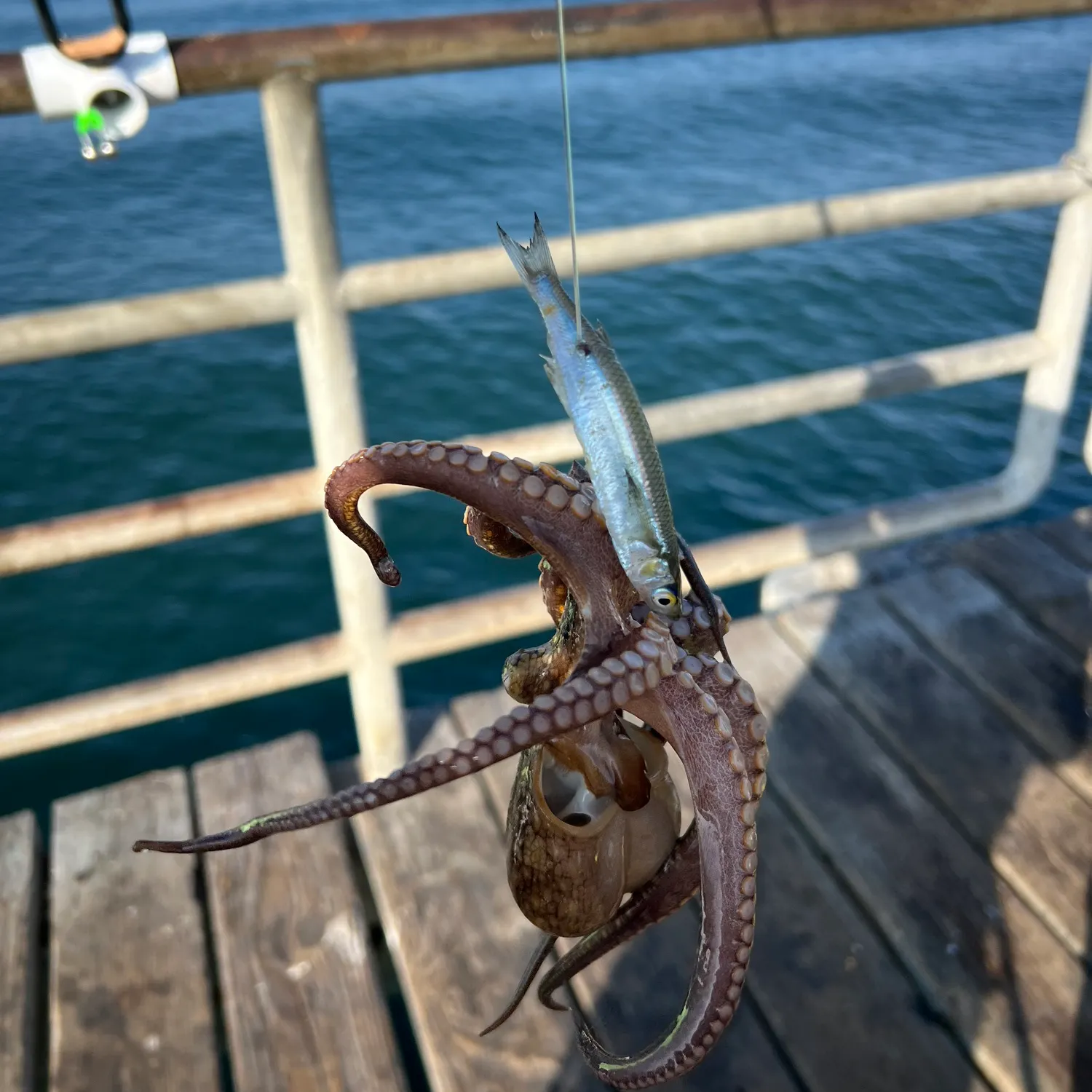 The most recent Common octopus catches on Fishbrain