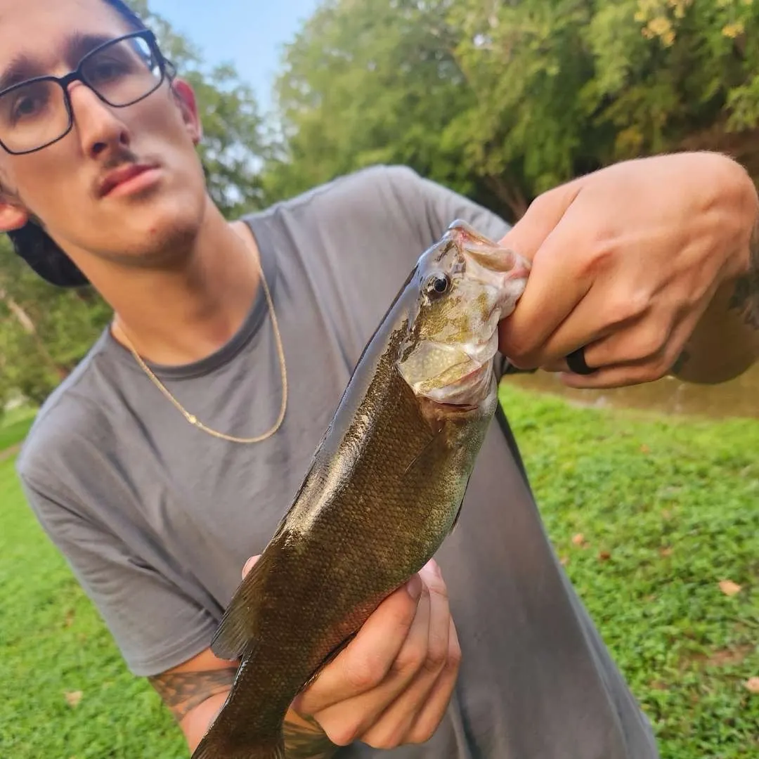 Smallmouth bass caught on Fishbrain